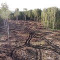 Maaülikooli teadlased: koalitsioon otsustab kohe Eesti metsa saatuse. Millele ta tugineb?