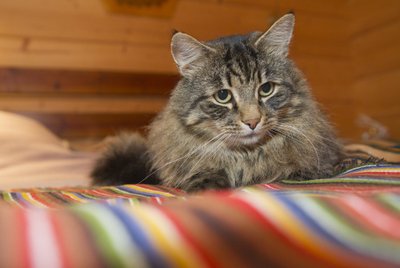 Ka Taivi Raudsepa kassile Valerikule meeldivad rahvariide- triibud, mõnus on nende peal pikutada.