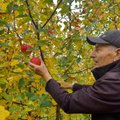 Sordiaretaja selgitab, kuidas saadakse uued õunasordid
