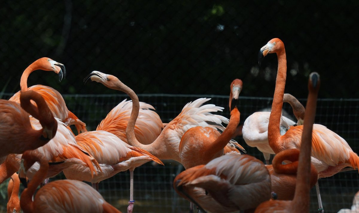 Fort Worth loomaaia flamingod varjutuse ajal