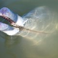 Brasiiliast leiti uus, kuid väljasuremisohus jõedelfiiniliik