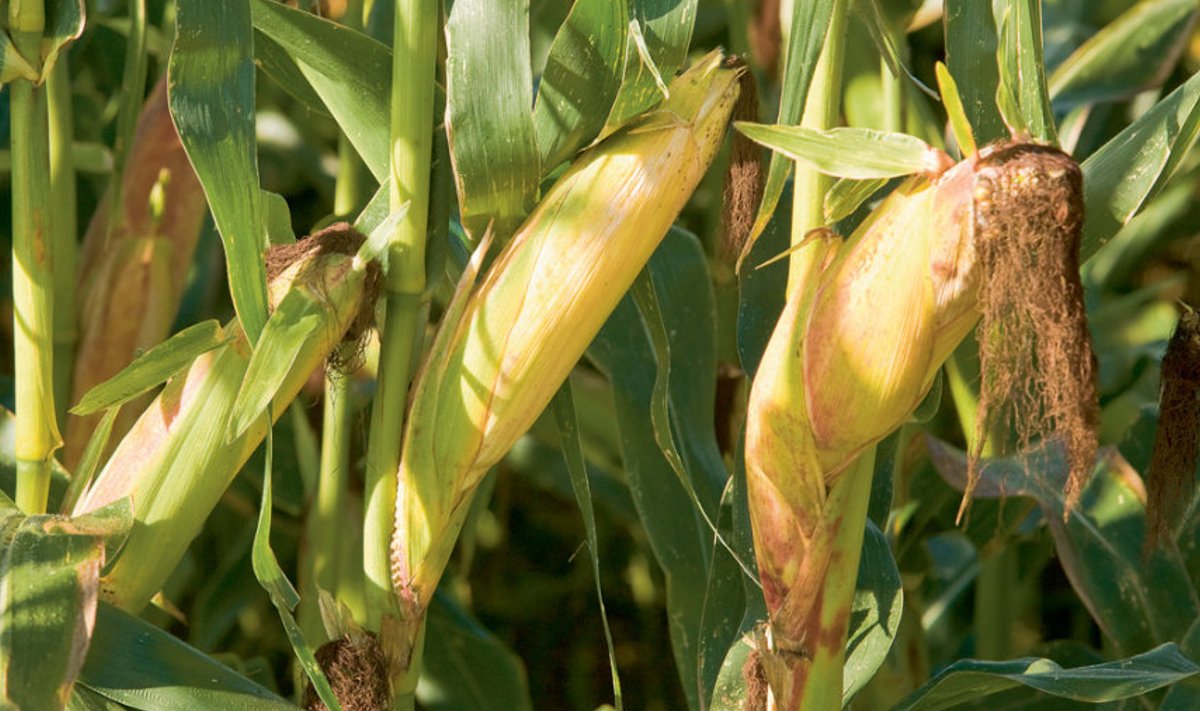 Viimastel aastatel  on hakatud Eestis maisi  sööda­kultuurina üha enam kasvatama, asendades sellega teravilja.
