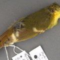 Linnuteadlase pettumus: selgus, et üliharuldast ja kaua otsitud liiki polnud kunagi olemas olnud