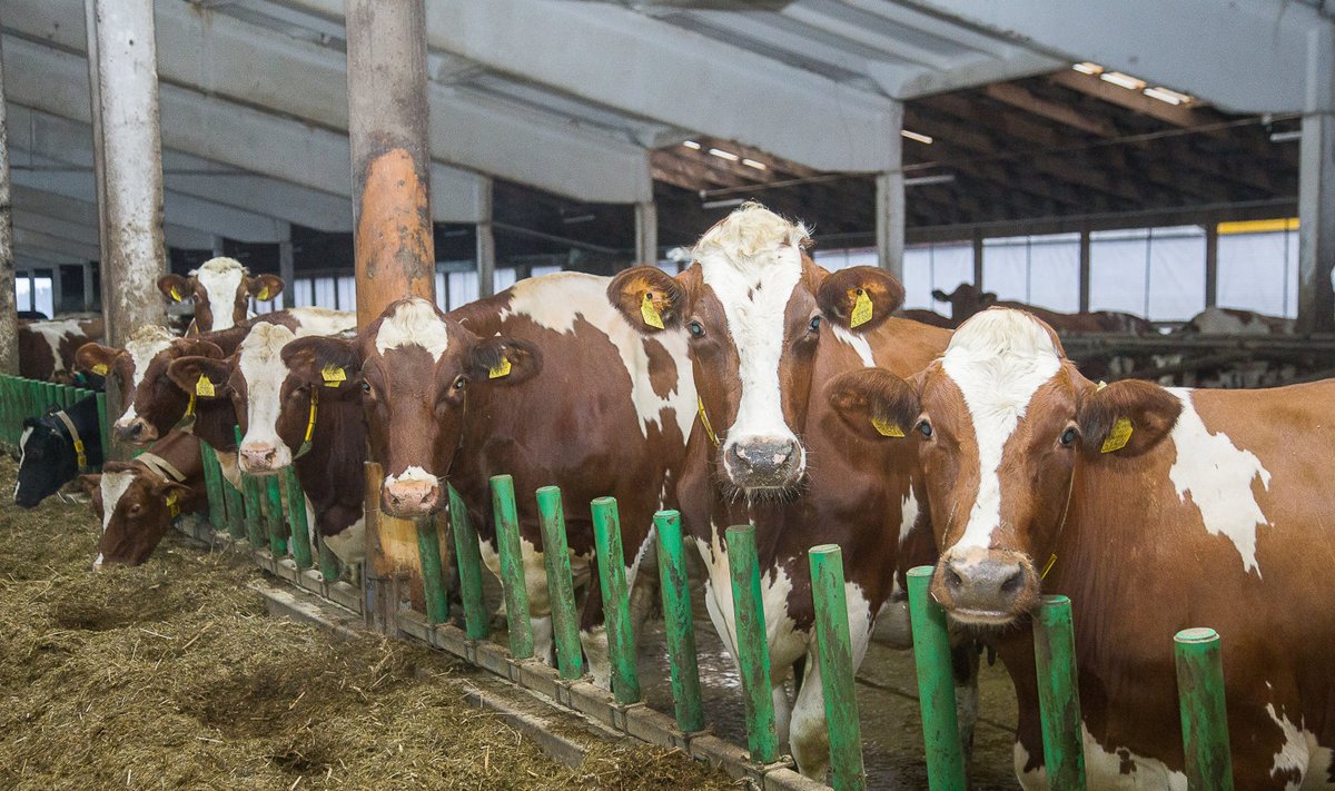 Osa 12 500 kilo lüpsvast piimakarjast, kes ootab oma uude mugavustega lauta minekut.