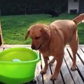 Humoorikas VIDEO: Kuidas suvel oma koerale tundideks mängulusti pakkuda?