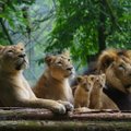 SEADUSLIK MÕRV ROOTSI MOODI: Loomaaiatöötajad tapsid tervisest pakatavad lõvipojad kui "üleliigsed jäänukid"