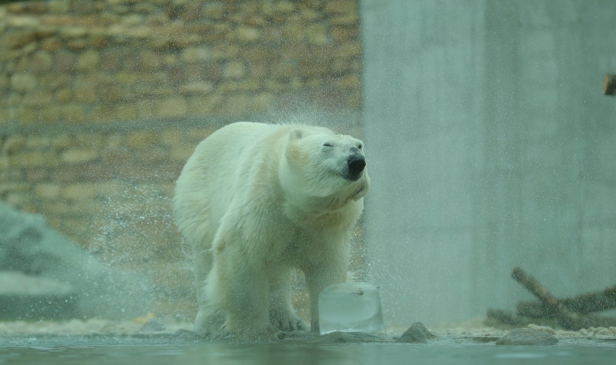Tallinna loomaaia jääkarumaailma avamine