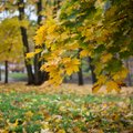 USA ilmaennustus sügiseks: september-oktoober on Eestis tavalisest soojemad, november toob aga krõbedama talvekülma