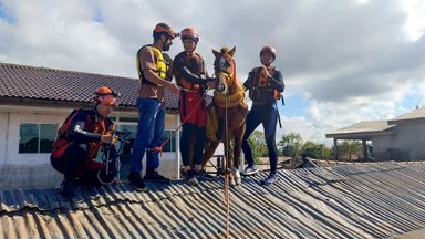 В Бразилии спасли лошадь, которая простояла несколько дней на крыше во время наводнения