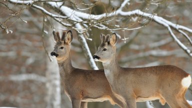 Eesti loomakaitseorganisatsioonid ja keskkonnaühendused ei poolda metskitsedele peetava vibujahi legaliseerimist