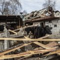 Ukraina sõjas on hukka saanud üle 10 miljoni karilooma. Kõigele vaatamata piima- ja lihatööstus õitseb