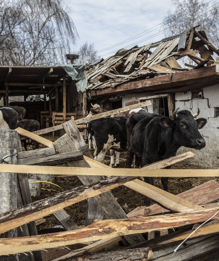 27. märtsil 2022 Ukrainas Bovary äärelinnas asuva küla lehmad sõjas tugevalt kannatada saanud laudas. 