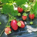 Kreeka maasikate import on teinud suure hüppe