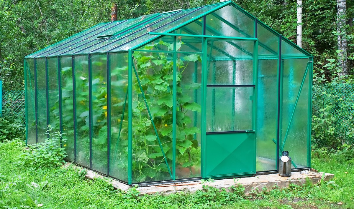 Sellise suurusega kasvuhoone võimaldab kasvatada keskmisele perele suvisele toidulauale kurgid-tomatid ja ehk veel miskit maitsvat.