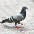 Eesti Loomakaitse Selts: Viljandi linnavalitsuse lindude hukkamise otsus on ebaeetiline