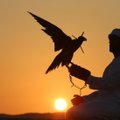 Доктор Айболит: Как лечат знаменитых арабских соколов