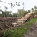 Raport: Taani nõudlus biomassi järele süvendab Eesti ja Läti metsade kadumist