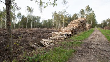 Raport: Taani nõudlus biomassi järele süvendab Eesti ja Läti metsade kadumist