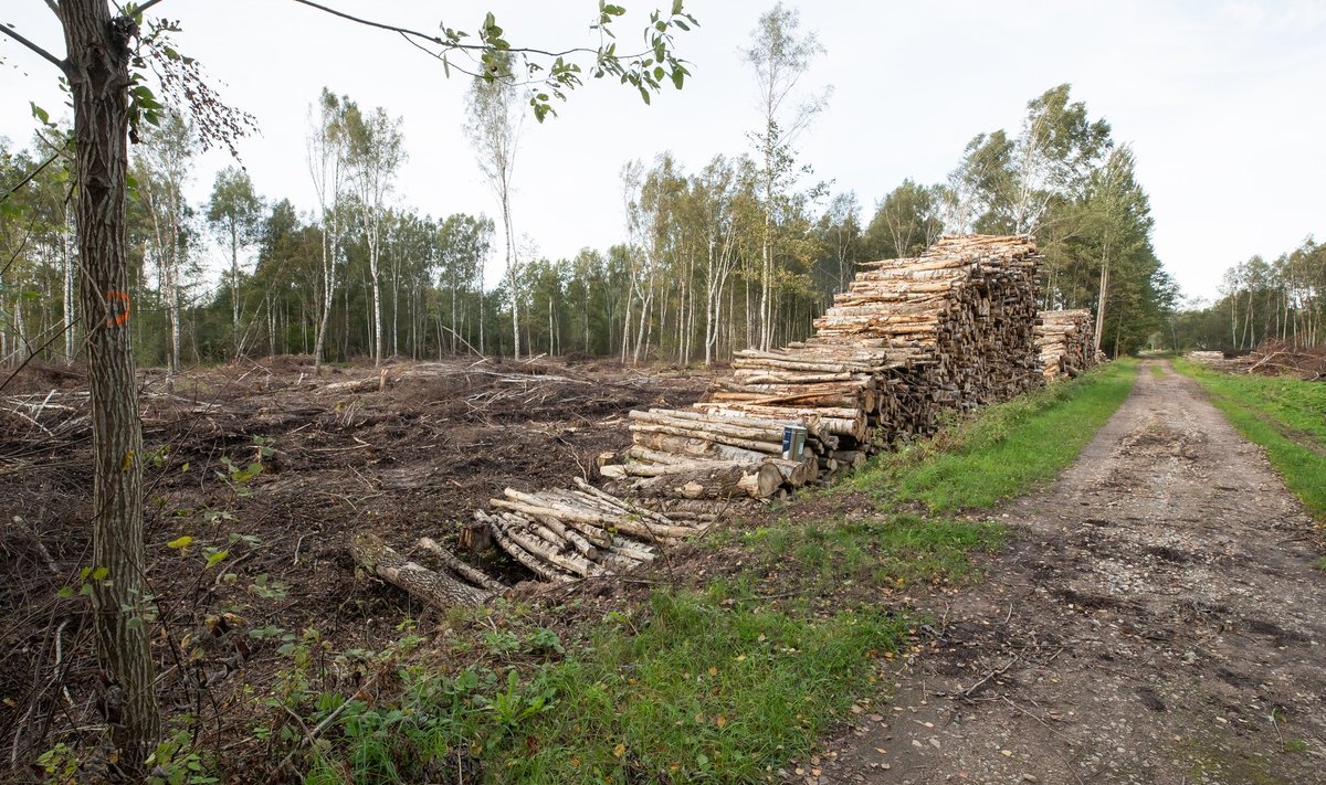 Praegu puuduvad tõhusad kaitsemeetmed tagamaks, et suure loodusväärtusega metsad ei satuks põletamiseks kasutatavaks biomassiks.