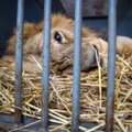 India loogika: kohus mõistis inimsööja lõvi eluks ajaks trellide taha