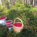ФОТО | Фантастика: посмотрите, сколько брусники собрали ягодники за 45 минут!