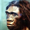 Teadlased: iidne inimliik Homo erectus suri välja, kuna oli liiga laisk