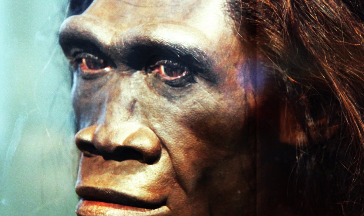 John Gurche`i loodud Homo Erectuse rekonstruktsioon Smithsoniani loodusajaloo muuseumis Washingtonis.  