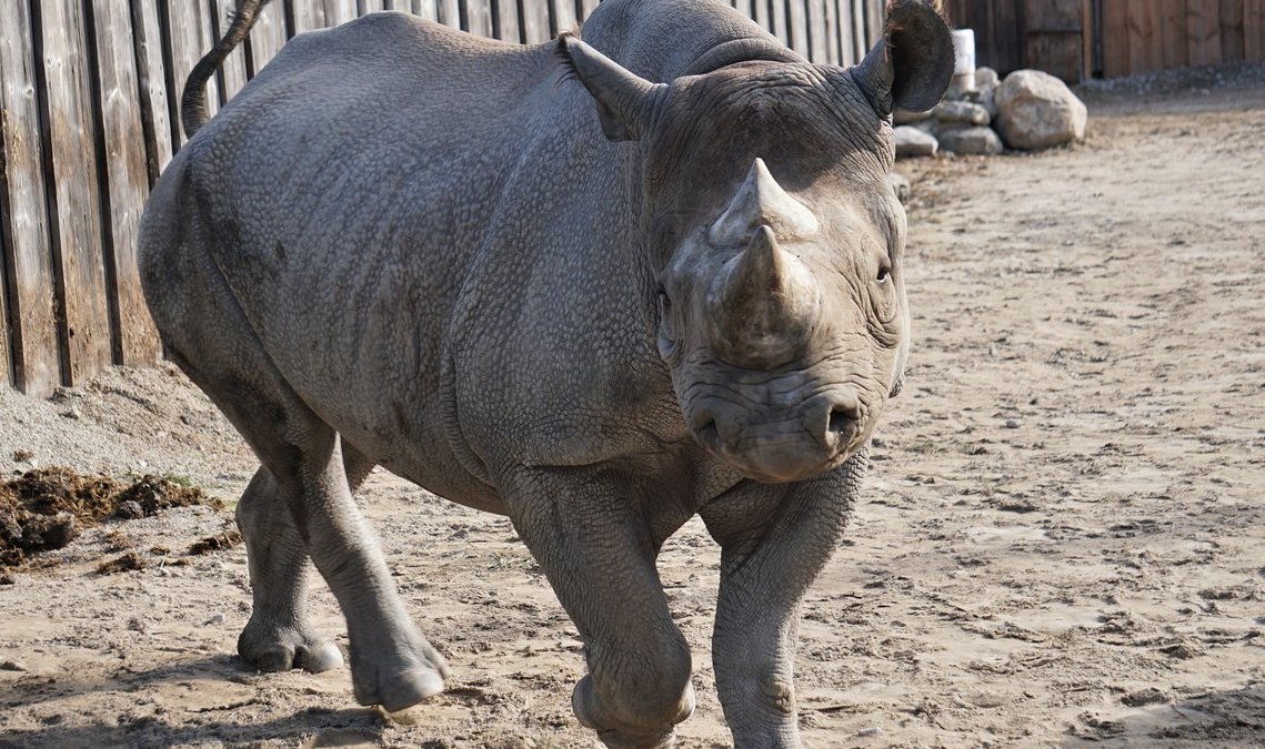 Носорог Кибиби