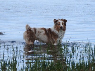 Sandy ja Zoey on sabad on sünnipäraselt tömbid. Austraalia lambakoera tõustandardis on sünnipäraselt tömp saba lubatud.