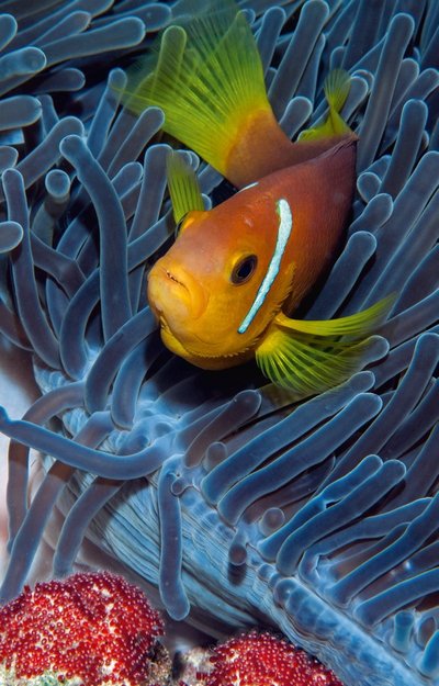 Haarmetega meriroosid on loomad, kes elavad meriroosahvenatega tihedas sümbioosis. Pildil olev maldiivi meriroosahven (ingl k Maldives anemonefish) valvab oma marja täpselt nii, nagu Nemo filmis.