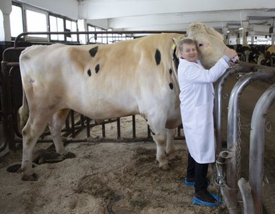 „Tipptoodangu taga on kõva aretustöö ja geneetiline potentsiaal, ega muidu oleks meie piimakarjad püstitanud lüpsirekordi,“ esitleb Tanel Bulitko holsteini tõupulli Shotna Keava katselaudas. 