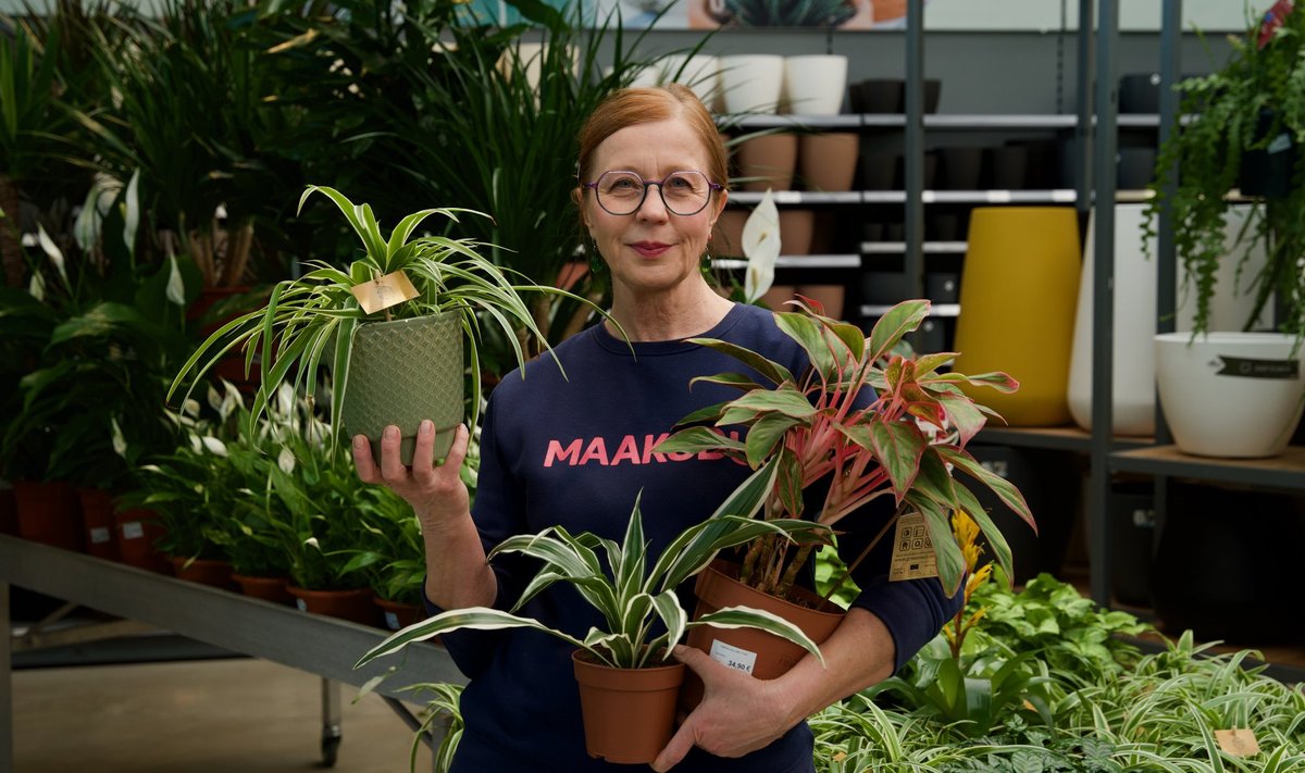 Eva Luigas näitab, kuidas toataimi ümber istutada.