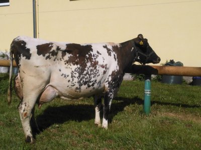 Lehmade arv ja piimatoodang pöördusid mullu tõusule.