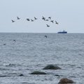 Teadlased otsivad Läänemere lämmastikureostuse vähendamise võimalusi