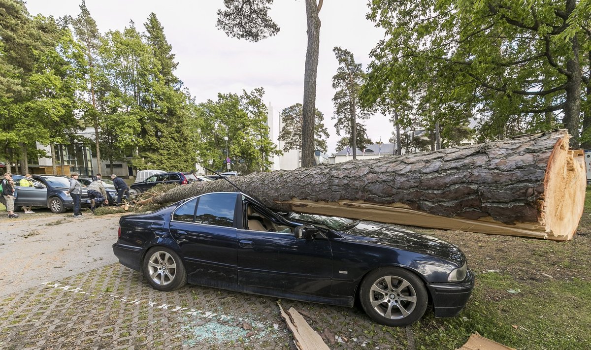 Tugeva tuulega kukkus Laulasmaal puu auto peale