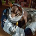 FOTOD | Mis on saanud julmalt väärkoheldud murtud lõualuuga väikesest koerast?
