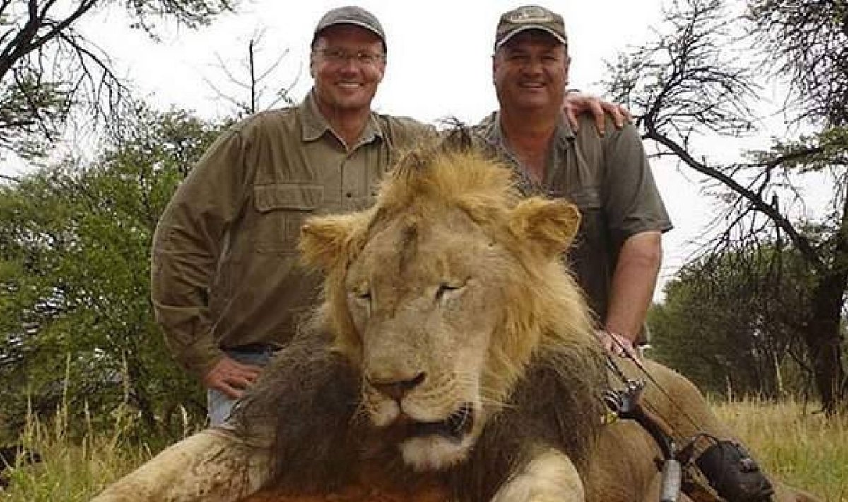 KALLIKS LÄINUD TROFEE: Hambaarst Walter Palmer (vasakul) sai kurikuulsaks, sest tappis trofeejahi käigus armastatud lõvi Cecili.
