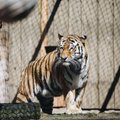 INTERVJUU | Ettevaatust pidurdamisel! Kuidas Eesti loomaarst koos kahe tiigriga läbi Euroopa reisis