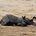 Salakütid tapsid Aafrikas kolme aastaga 100 000 elevanti, ehk iga seitsmenda-kaheksanda