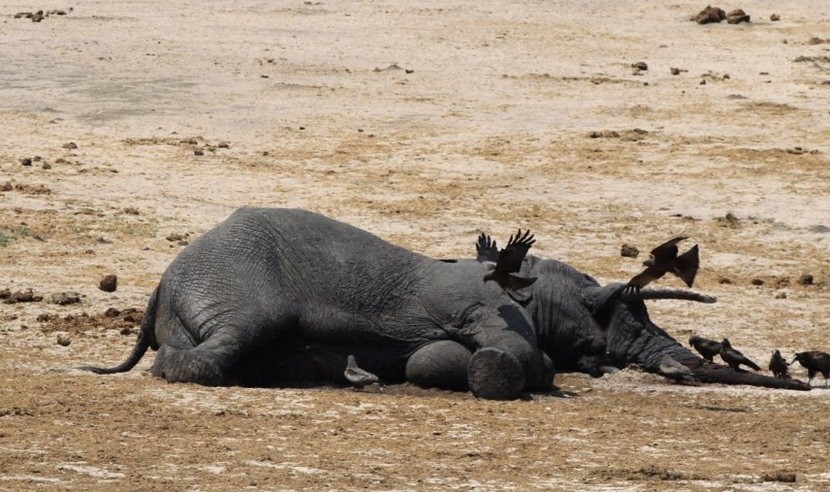 Mõrvatud elevant Zimbabwes.