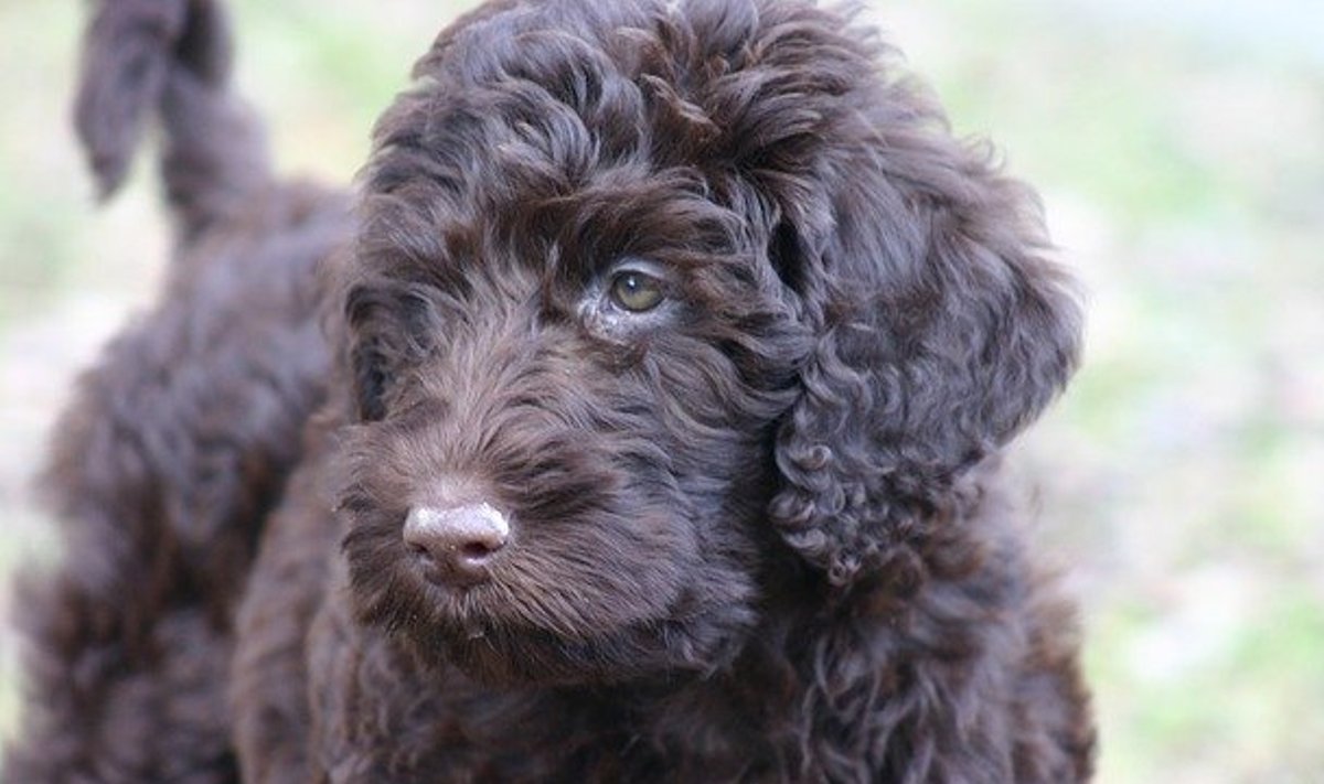 Labradoodle 