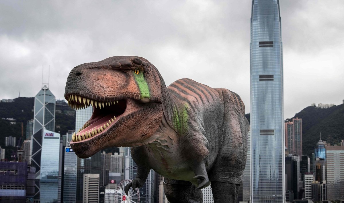 Robootiline türannosaurus rex. Hong Kongis toimub parasjagu robotsauruste väljapanek.