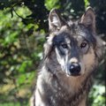 Печальная история: в Тартумаа попал под колеса машины и погиб волк