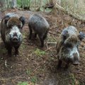 Африканская чума свиней никуда не делась: в Рапламаа обнаружено больное животное