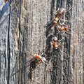 Vasturünnak sipelgatele: muudkui ronivad tuppa toidujahile