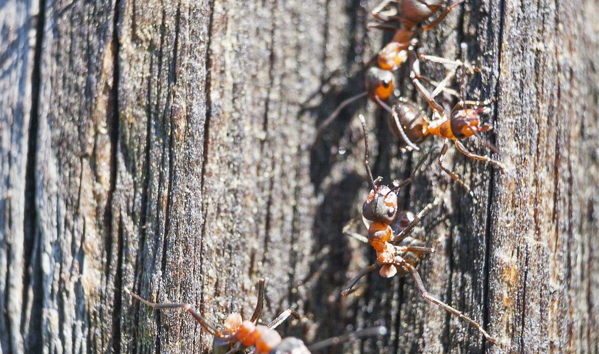 Sipelgatele ei meeldi vürtsikad lõhnad.