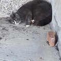 Lasnamäel aknast alla kukkunud kass tuli eutaneerida