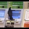 VIDEO | Omapärane vaatepilt: näib, justkui üritaks vares pangakaardiga rongipiletit osta