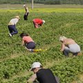 Valitsus tahab saata töötud ja vangid maasikapõldudele