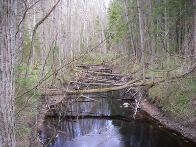 Реки и мосты. Леса в этом районе суровые, буреломные, труднопроходимые – эстонская тайга.